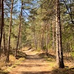 Durch den Wald zum Völser Weiher