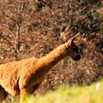 Lama in den Villnösser Weidewiesen