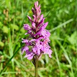 Auch das Knabenkraut wächst in den Wäldern um Ums