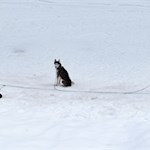 Auch den Schlittenhunden gefällt es im Langental
