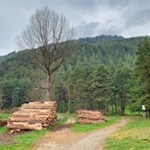 Hinter St. Georgen taucht der Weg sogleich in den Wald ein