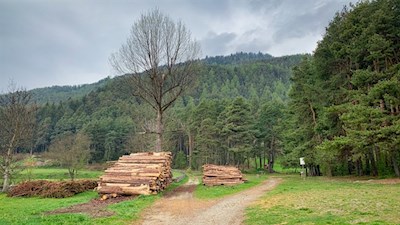 Hinter St. Georgen taucht der Weg sogleich in den Wald ein