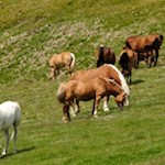 Auch einige Pferde verbringen die Sommermonate auf der Plose