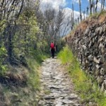 Der Wanderweg nach Villanders wird von Obstwiesen und Sträuchern umsäumt