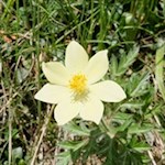 Gelbe Alpen-Kuhschelle am Wegesrand