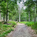 Durch malerischen Buchenwald zur Malga Maraia