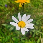 Margerite am Wegesrand