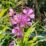Weidenröschen am Lavazejoch
