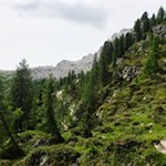 Allmählich erreichen wir die Baumgrenze