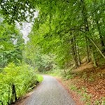 Große Teile des Römerweges führen durch den Wald