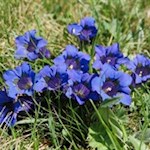 Der tiefblaue Enzian