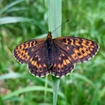 Im Frühling flattern zahlreiche Schmetterlinge durch die Wiesen 