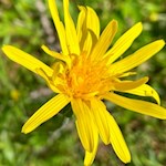 Der Perlenweg wird von farbenfrohen Blumen umsäumt