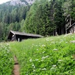 Der Weg auf das Haunoldköpfl wird von zarten Blumen umrahmt