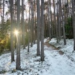 Die linden Strahlen der Wintersonne 