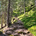 Der erste Teil der Wanderung führt recht steil durch den Wald