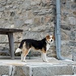 Hier wache ich... der Hüttenhund der Landshuter Europa-Hütte