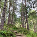 Anstieg durch den Wald zur Faltschnalalm