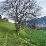 Durch sattgrüne Wiesen nach Brixen