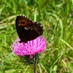 Schmetterling in den Bergwiesen von Meran 2000