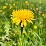 Ferkelkraut bei Terenten