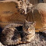 Zufriedene Katzen tummeln sich um die Aferer Höfe