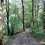 Durch den Wald in Richtung Töll