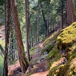 Der Anstieg zur Latscher Alm führt durch lauschigen Nadelwald