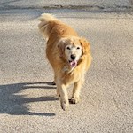 Auch Vierbeiner genießen die Frühlingssonne