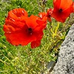 Mohnblumen am Dorfrundweg in Luttach