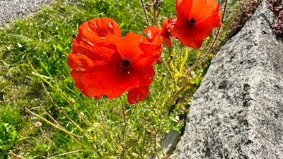 Mohnblumen am Dorfrundweg in Luttach