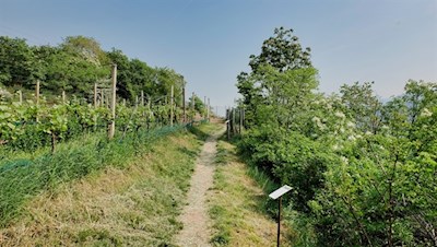 Themenweg zum Kalterer See