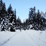 Im leichten Anstieg führt die Rodelbahn Tschantschenon durch den Nadelwald