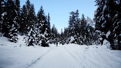 Im leichten Anstieg führt die Rodelbahn Tschantschenon durch den Nadelwald