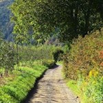 Der Wanderweg führt durch lauschige Obstwiesen