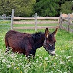 Zufriedener Esel in den Wiesen des Salten