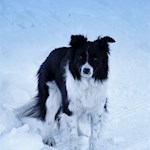 Auch Hunde erfreuen sich an der Ratschinger Schneelandschaft