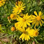 Zahlreiche Blumen umrahmen den Weg zum Patscheider Hof