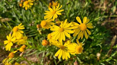 Zahlreiche Blumen umrahmen den Weg zum Patscheider Hof