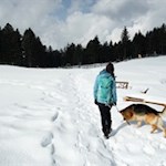 Der Hüttenhund der Ackerboden Alm leistet uns Gesellschaft