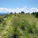 Vor der Kulisse der Dolomiten über den sanften Graskamm auf das Hörneggele