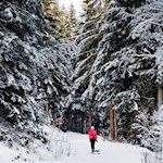 Die Wanderung zur Hofstatt Alm führt durch den winterlich verschneiten Wald