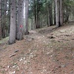 Im steten Anstieg durch den Wald