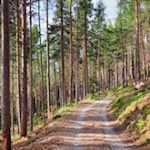 Durch den idyllischen Wald zur Ramitzler Schwaige