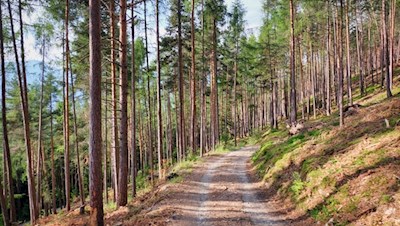 Durch den idyllischen Wald zur Ramitzler Schwaige