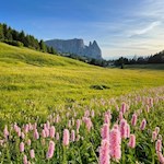 Hinter den Almwiesen erhebt sich der Schlern