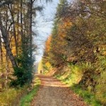 Teile der Wanderung führen durch herbstbunten Wald