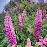 Leuchtende Lupinen am Wegesrand