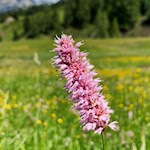 Schlangen-Knöterich vor der Kulisse des Langkofel