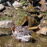 Auch Enten sind bei der Astnerbergalm vorzufinden